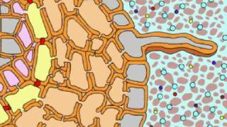 Absorption of water in plant  active and passive absorption  apoplast and symplast pathway [upl. by Niledam78]