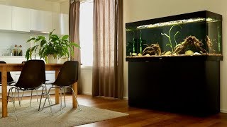 Geophagus Tapajos Red Head Fish Tank Update  New Aquarium Plant amp Dither Fish [upl. by Mariann904]