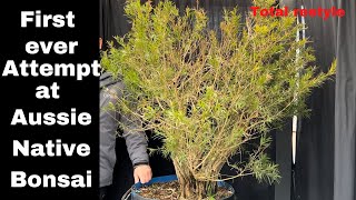 My first ever Australian Native bonsai transformation Massive Callistemon Bonsai [upl. by Venice]