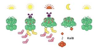 Cyanobacterial Circadian Clock Output Mechanism [upl. by Yelsha]