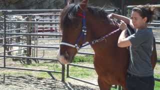 Teaching a horse to give to Dr Cooks bitless bridle on the ground [upl. by Allsun]