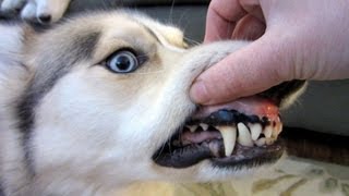 Should I brush My Dogs Teeth [upl. by Gunthar120]