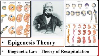 Epigenesis Theory  BiogeneticRecapitulation theory  E Von Baer Law History of Develop Bio P2 [upl. by Karl]