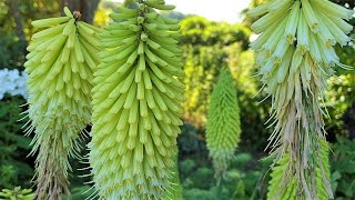 Kniphofia  Redhot Poker Ice Queen [upl. by Ativet]