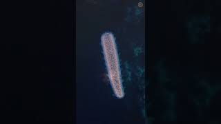 How does the giant siphonophore catch its prey [upl. by Kannan]