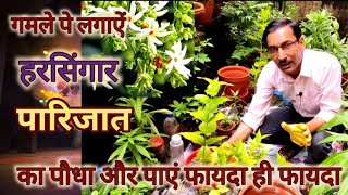 गमले मे पारिजात या हरसिंगार का पौधा ऐसे लगाएं  होगा फायदा ही फायदा। Indian Coral Jasmine caring tip [upl. by Elades804]