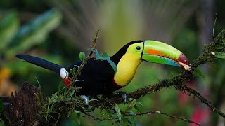 10 hours of tropical forest sounds  Toucan  Exotic birds singing in the rainforest for relaxation [upl. by Edlyn]