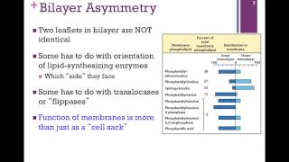 055Bilayer Composition amp Lipid Movement [upl. by Hnib]