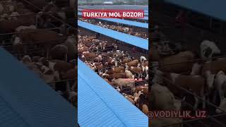 Mol bozoridan video buqa buqaboqish buqalar mol qoy cow qoybozor molbozor hokiz rek bull [upl. by Yraeht248]