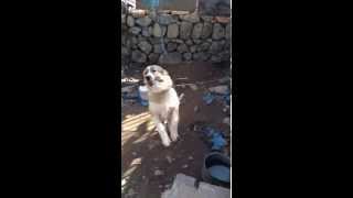 Καυκασου Ελληνικος Ποιμενικος Greek Shepherd Dog [upl. by Hardden]