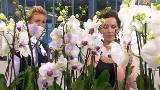 Feiten amp Fabels  verzorging orchidee [upl. by Burget]