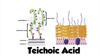 Teichoic Acid  grampositive bacteria  microbiology [upl. by Leah518]