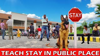 German Shepherd Training How to train your dog to quotSTAY IN PUBLICquot  Beginners must watch Hindi [upl. by Joanna]