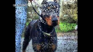 UK SECURITY DOGS TWO TRAINED DOBERMAN GUARD DOGS [upl. by Desiri]