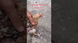 Prolapse infection in chickens 🐔 chicken infection poultry shorts [upl. by Catie]