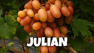 Winorośl deserowa  JULIAN 🍇 [upl. by Ahseiyt404]