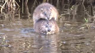 Ondatra  Ondatra zibethicus  Muskrat [upl. by Lydon]