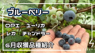 ブルーベリー 6月収獲品種紹介 [upl. by Nailil]