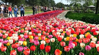 Tulips in Spring  Keukenhof garden Netherlands [upl. by Ydnim]