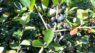 Aronia recolta puternica anul 2024 [upl. by Aisayt]