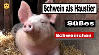 Schwein als Haustier  Süßes Schweinchen [upl. by Alita505]