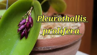 Pleurothallis prolifera описание и уход [upl. by Colbert]