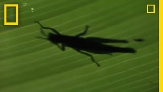 Anolis Lizard Love  National Geographic [upl. by Lizbeth]