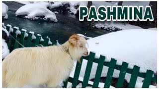 Pashmina Goat at Betaab Valley in Kashmir India पश्मीना बकरी [upl. by Yatnahs]