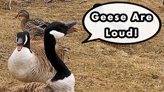 Canada Goose Loud Honking  Bird Calls And Sounds [upl. by Asirac382]