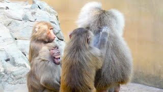 Pavian Baboons Eifersüchtiges Weibchen im Harem Screaming Monkey [upl. by Denzil]