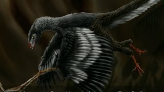 Interesting Facts About Archaeopteryx [upl. by Locke136]