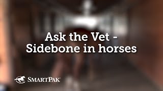 Ask the Vet  Sidebone in horses [upl. by Ardelis650]