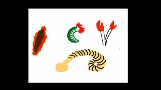 A basic introduction to polychaete worms [upl. by Irene]