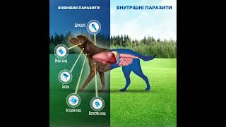 Нексгард Спектра  проти 22 зовнішніх та внутрішніх паразитів собак [upl. by Elleiad]