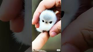 cutest birds in world shortvideo animeedit shorts [upl. by Veronika80]