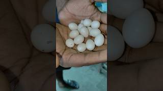 unfertilized Love Birds Eggs  what is Problem lovebirds egg shorts birds [upl. by Ezana247]