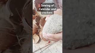 sowing calendar crackers terrace garden amazing gardening shorts youtubeshorts [upl. by Philipps]