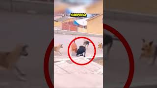 Este Perro Fue Atacado Pero Lo Que Hicieron Sus Amigos Te Sorprenderá [upl. by Kennard666]