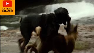 German Shepherd Dog vs Rottweiler Dogs fight [upl. by Gravante]