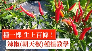 可生上百條以上的辣椒朝天椒種植分享  阿星種植 [upl. by Pantia]