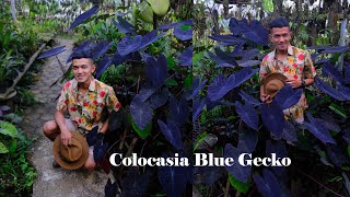 Colocasia Blue Gecko si biru yang menawan [upl. by Akeem]