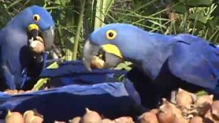 Hyacinth Macaws feeding in Brazil [upl. by Viveca]