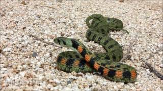 Змеи Приморского Края тигровый уж Rhabdophis tigrinus tiger keelback [upl. by Iadam]