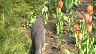 helmeted guineafowl sings [upl. by Egarton]