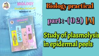 Study of plasmolysis in epidermal peels Class 12 biology practical experiment 2 answers [upl. by Ydnas]