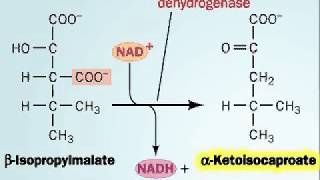 Biosynthesis of Leucine [upl. by Mueller]