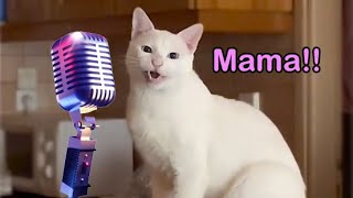 KITTY POP REMIX 😻  Official Lyric Video  LOL Surprise Music [upl. by Nnylrefinnej]