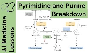 Purine and Pyrimidine Catabolism Pathway  Nucleotide Breakdown  Biochemistry Lesson [upl. by Shriner]