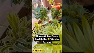 My Honest Review Urvann Nurserylive Plant Good Or Bad🤔😏shorts chavitalk plants nurserylive [upl. by Earised]