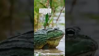 What wrestling frogs sound like [upl. by Joacimah]